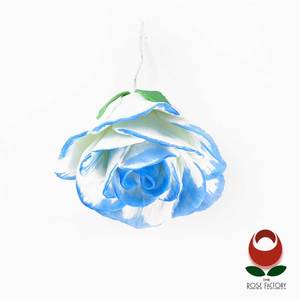 Products: Blue Rose Flower (Two-tone) – The Rose Factory