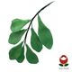Emerald Leaf Branch (1165) – The Rose Factory
