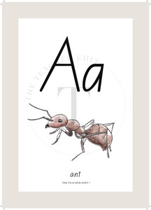 Mini Kits: NZ Native ABC Posters | Downloadable A4 | EDIT YOUR BORDER COLOUR