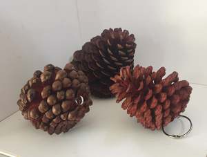 Chew Toys: Large Pine Cones | Excellent Chew for Chins!