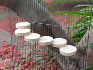 Ledges: Kiln-dried Pine Descending Ledge for Chinchillas