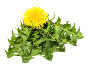 Treats: Organic Dandelion Leaf | Healthy Treat for Chins