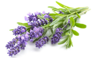 Treats: Organic Lavender Flowers for Chinchillas