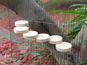 Kiln-dried Pine Descending Ledge for Chinchillas