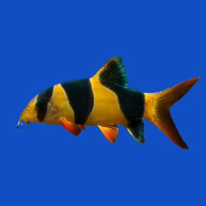 Sera Discus
