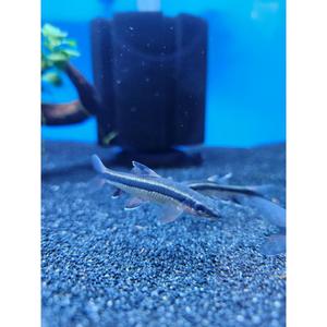 Plecos: Black Line Flying Fox