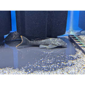 Plecos: L106 Spotted Orange Seam Pleco