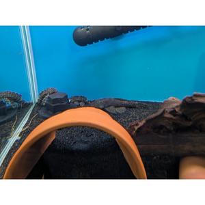 Plecos: X-Large Common Bristlenose