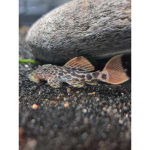 Plecos: L600 Leopard Cactus Pleco