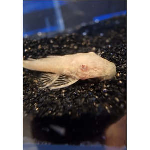 Plecos: Red-Eye Gold Bristlenose