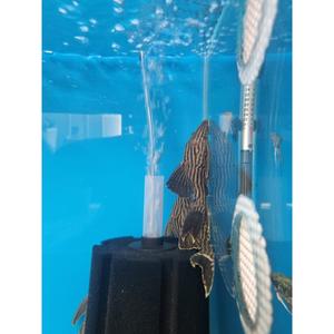 L190 Royal Pleco