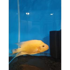 Cichlids: Midas Cichlid