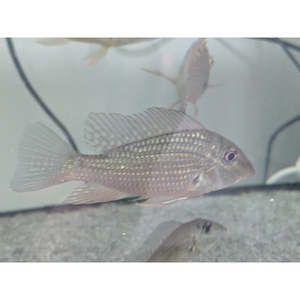 Geophagus Jurupari Cichlid