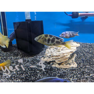 Cichlids: Giraffe African Cichlid
