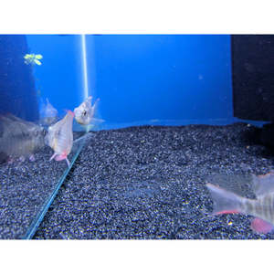 Cichlids: Bolivian Dwarf Ram