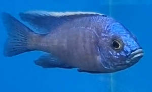 Azureus