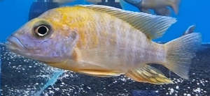 Cichlids: Jacobfreibergi