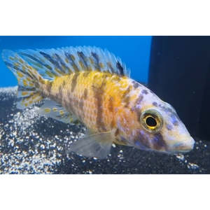 OB Peacock