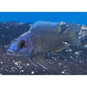 Cichlids: Red Fin Fryeri