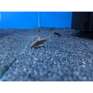 Corydoras: Corydoras Schultzei