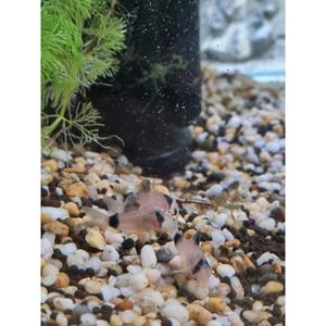 Panda Corydoras
