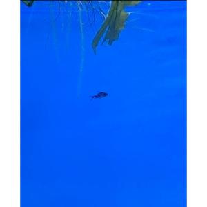 Pygmy Corydoras