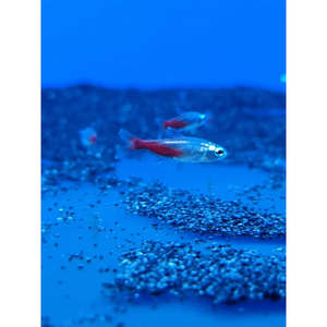 Tetras: Diamond Head Neon Tetra