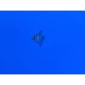 Black Widow Tetra