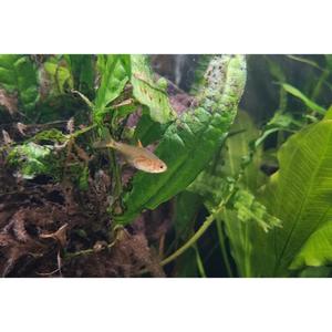 Ember Tetra