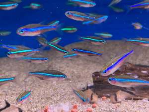 Green Neon Tetra
