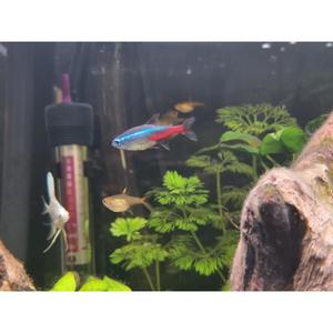 Tetras: Neon Tetra