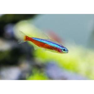 Tetras: Cardinal Tetra