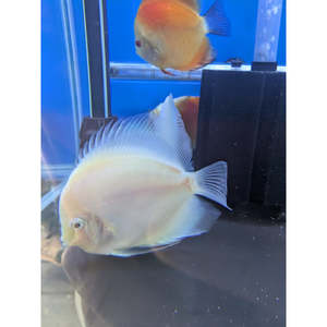 Discus: Snow White Discus