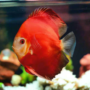 Discus: Fuji Red Discus