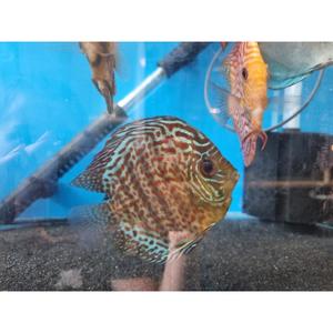 Leopard Snake Skin Discus