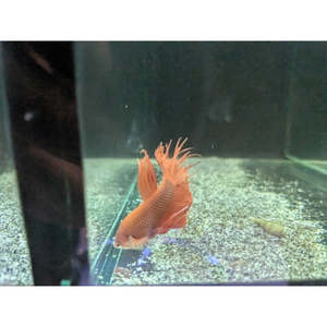 Bettas: Red Crowntail Betta