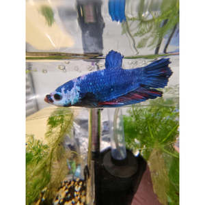 Bettas: Half Moon Plakat Multicolour Betta Male