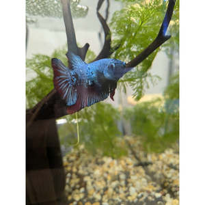 Bettas: HMPK Red Dragon Betta