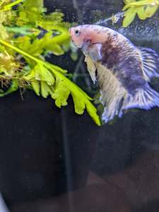 Bettas: HMPK Yellow Koi Betta