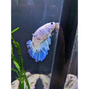Bettas: HM Giant Blue Koi Betta