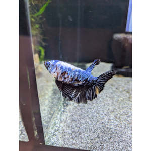 HMPK Black Lace Marble Betta