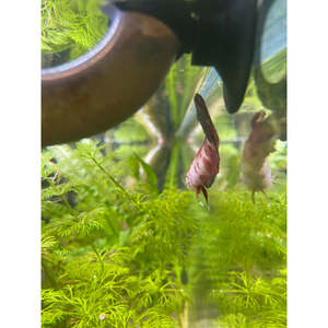 Bettas: Traditional Koi Betta (Female)