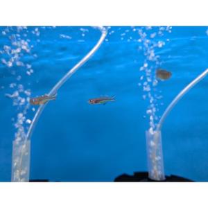 Rainbow Fish: Forktail Rainbowfish