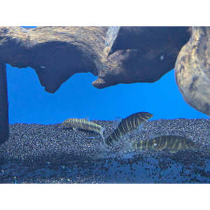 Loaches: Zebra Loach Striata
