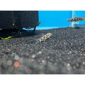 YO-YO Loach