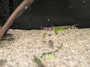 Loaches: Banded coolie Loach