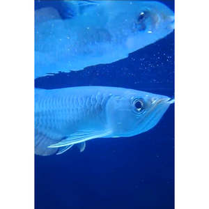 High-Back Arowana
