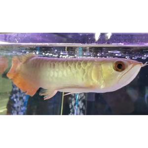 24K Crossback Golden Arowana