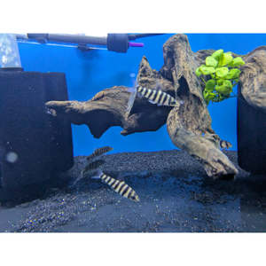 Oddball: Black Banded Leporinus
