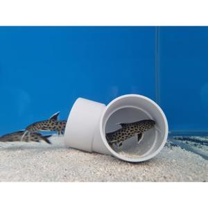 Oddball: Synodontis Lucipinnis